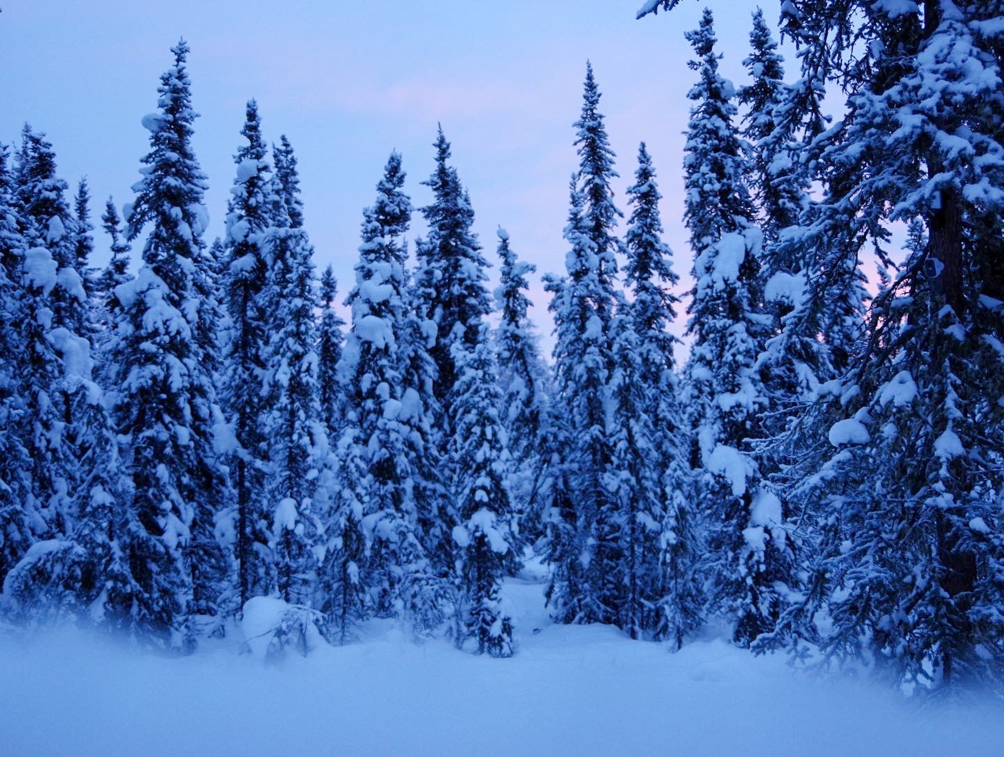 Snow-covered evergreen forest