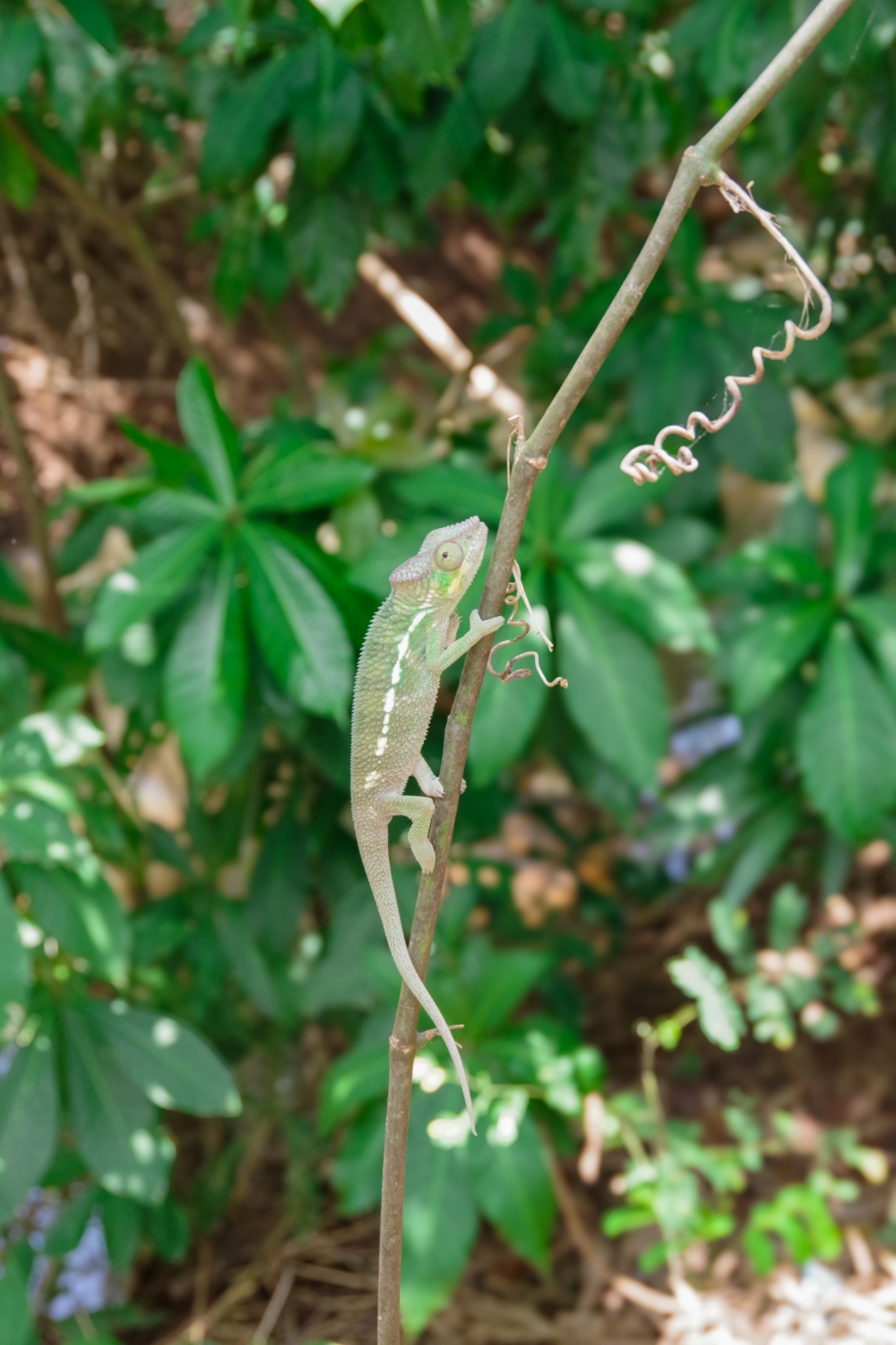 Chameleon climbing a thin branch in lush greenery