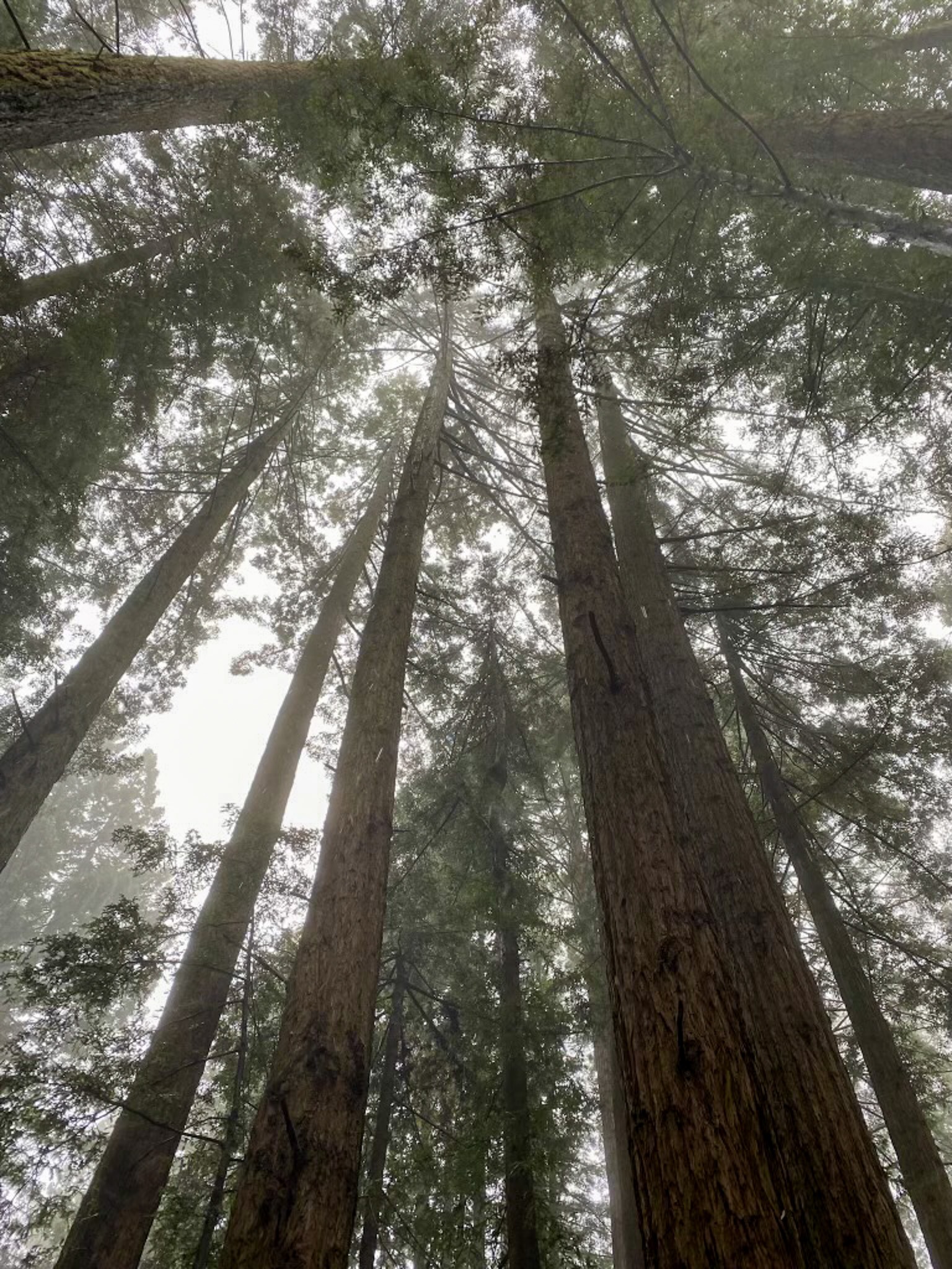 Looking upward into a grove of towering redwoods