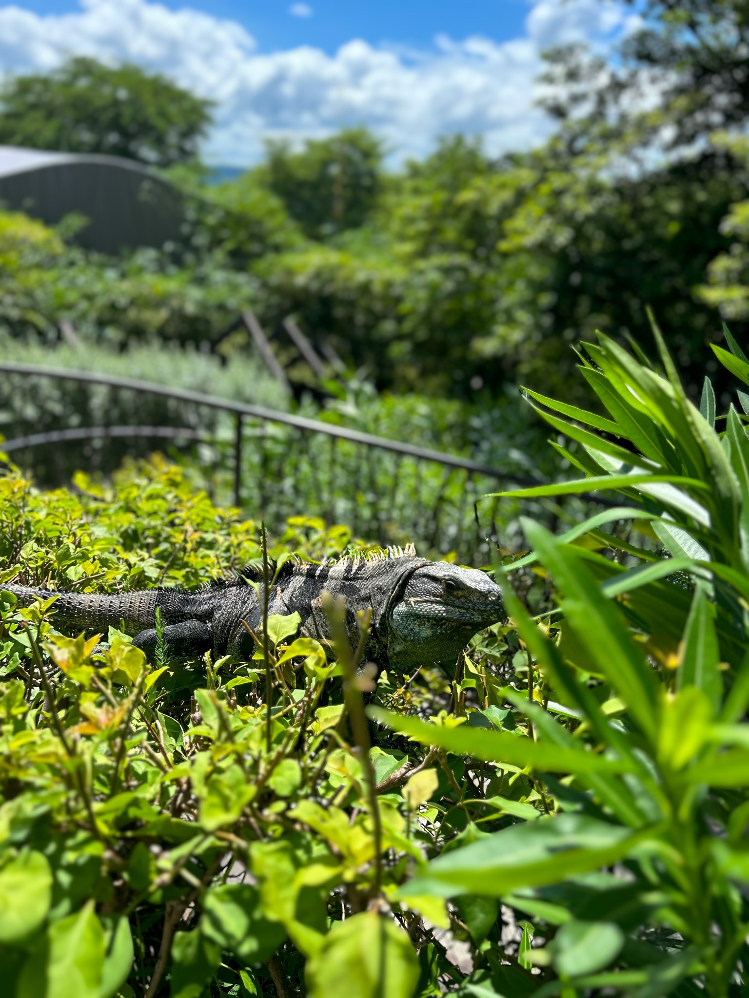 Iguana resting in bright green foliage