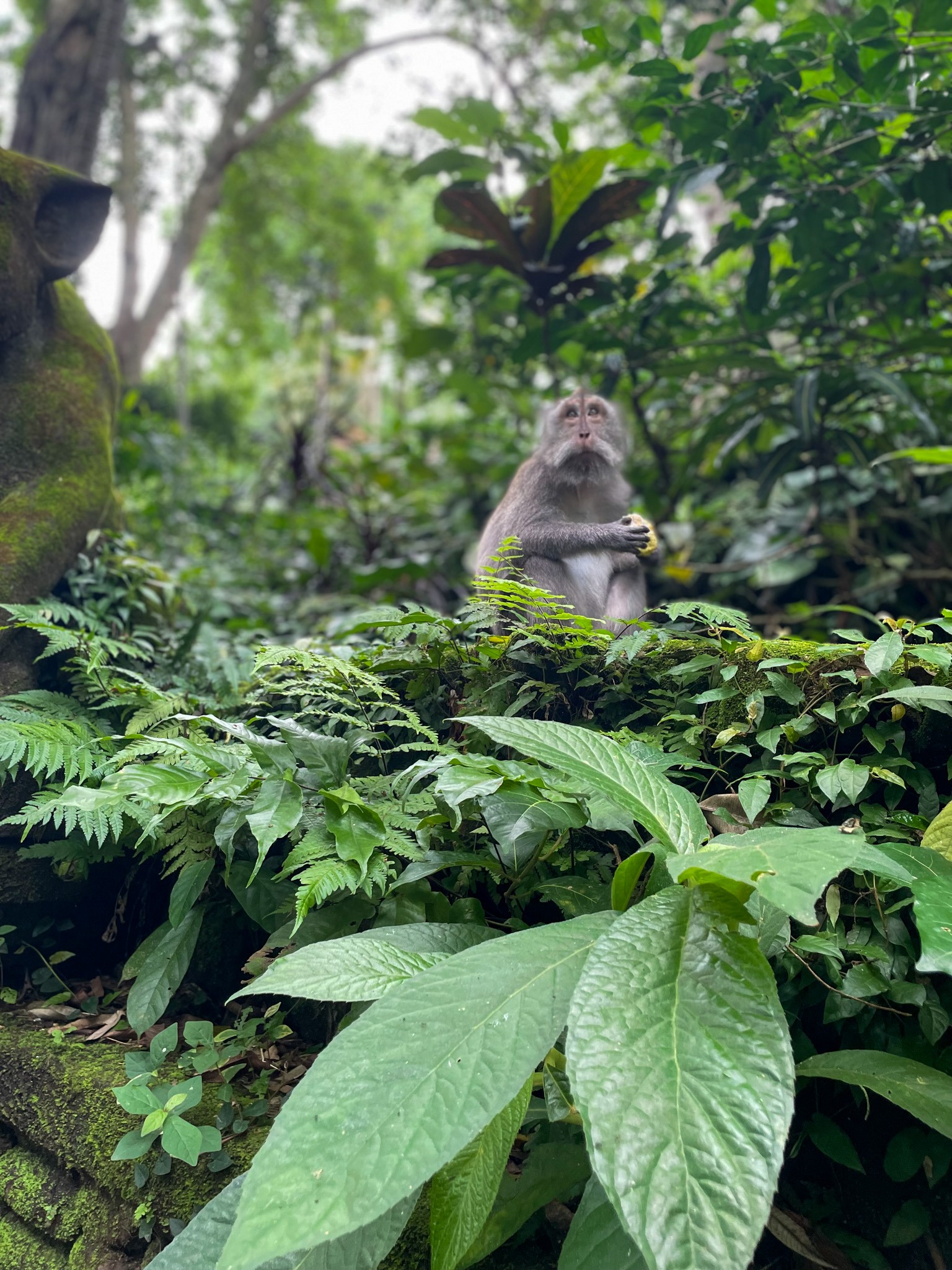 Monkey sitting among dense jungle plants