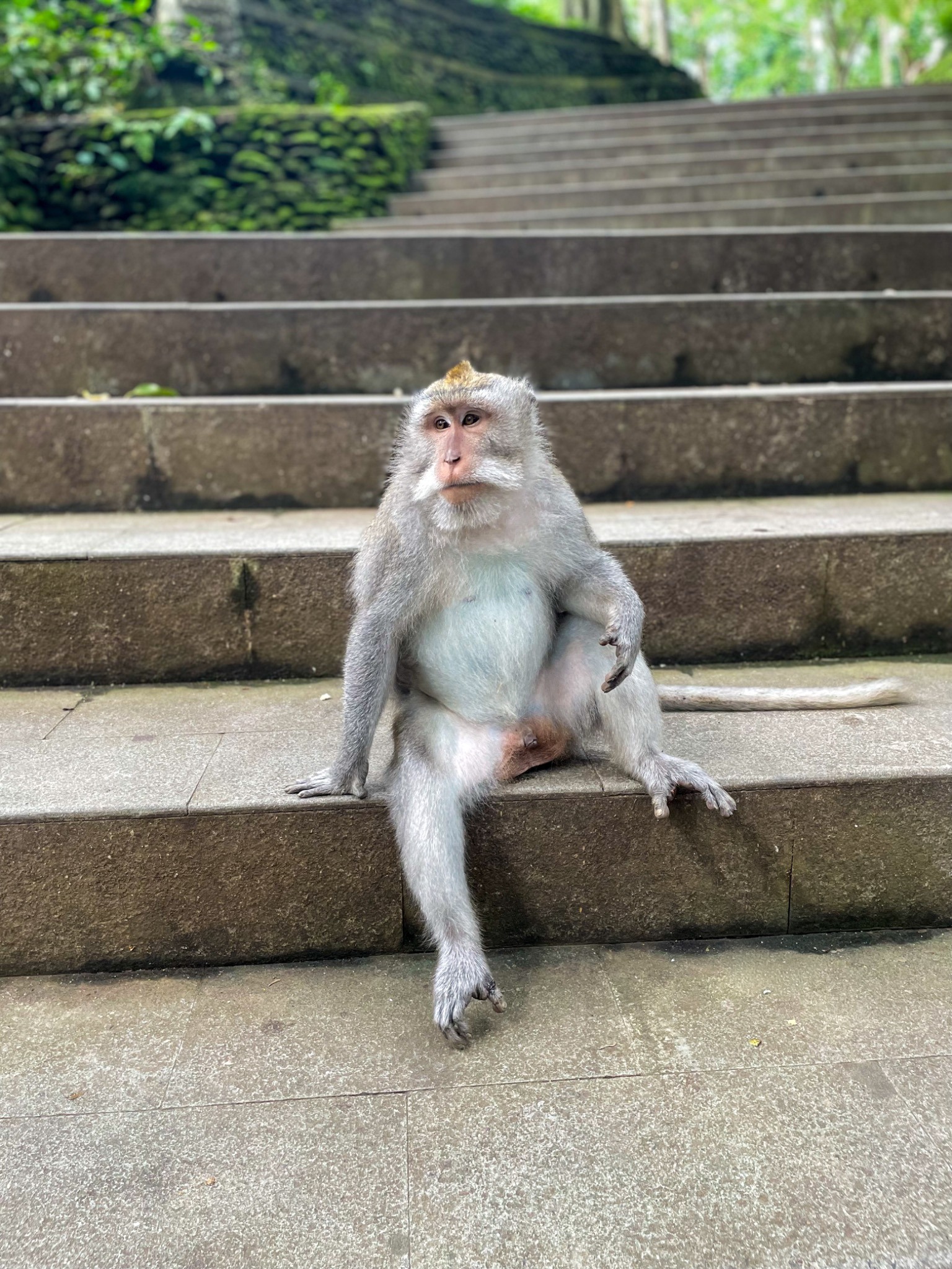 Long-tailed macaque sitting on stone steps