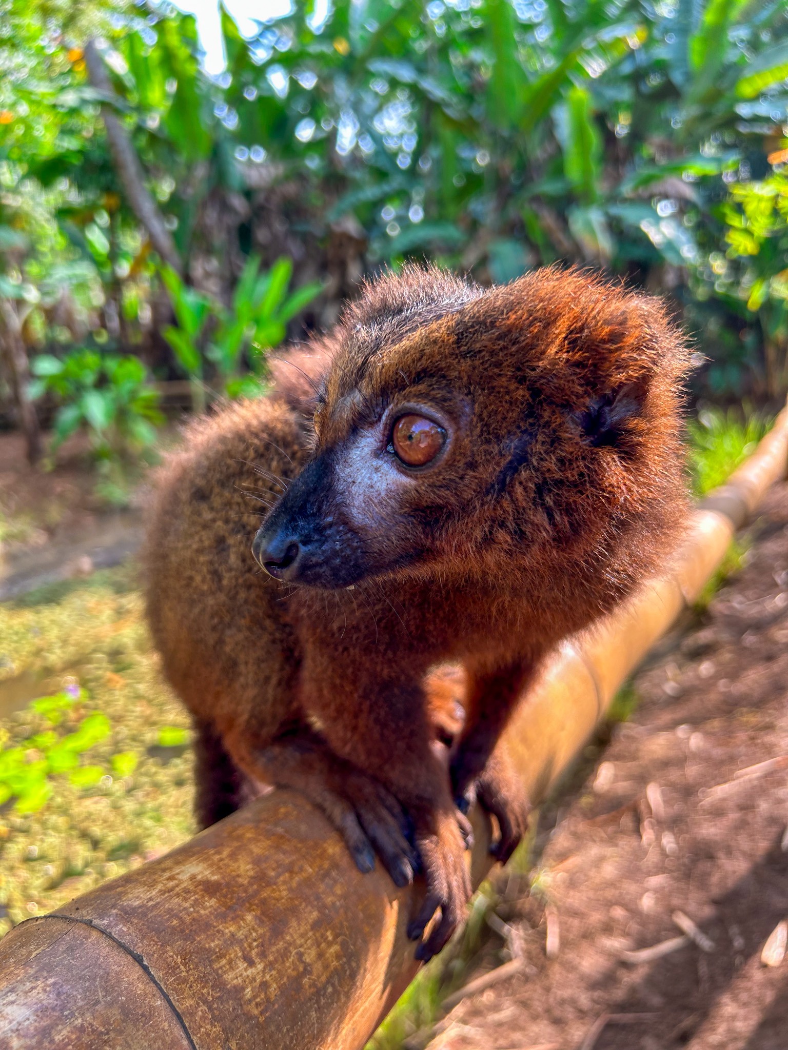 Brown lemur close-up in warm sunlight