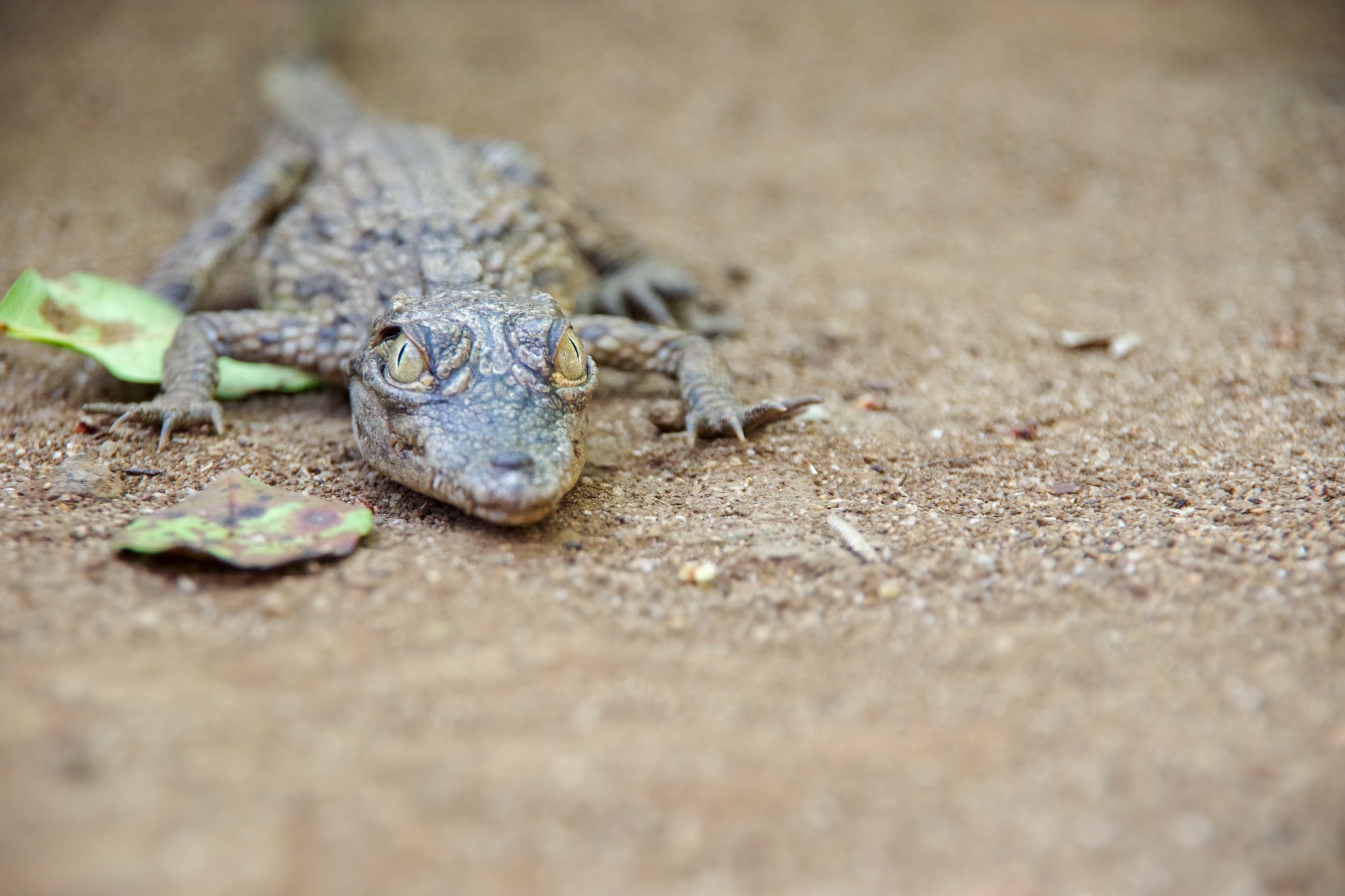 Baby crocodilian resting on sandy ground
