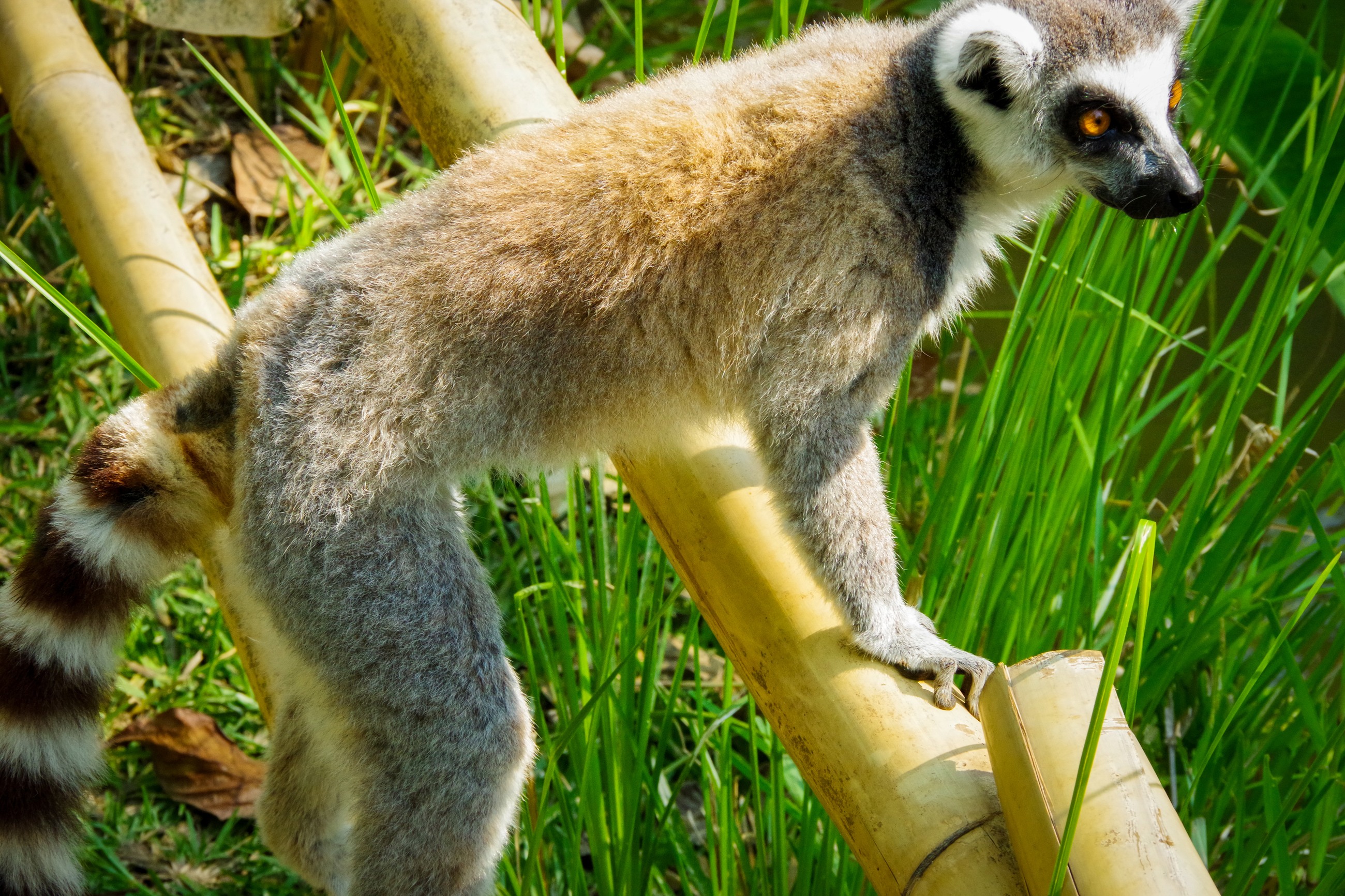 Lemur in a natural Madagascar habitat